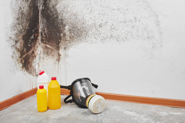Best Residential Mold Removal  in Clermont, IN