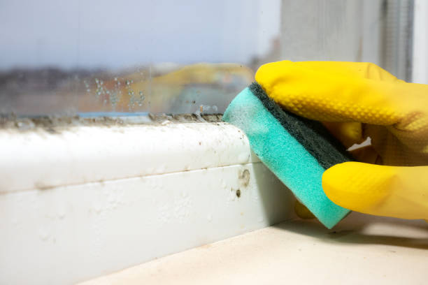 Best Residential Mold Removal  in Clermont, IN