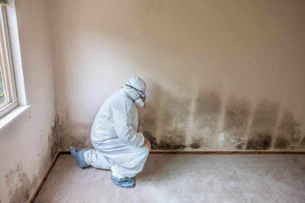 Mold Removal and Inspection in Clermont, IN