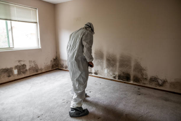 Best Attic Mold Removal  in Clermont, IN