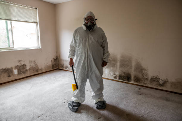 Best Mold Damage Repair  in Clermont, IN