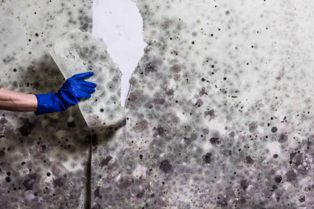 Water Damage Restoration in Clermont, IN